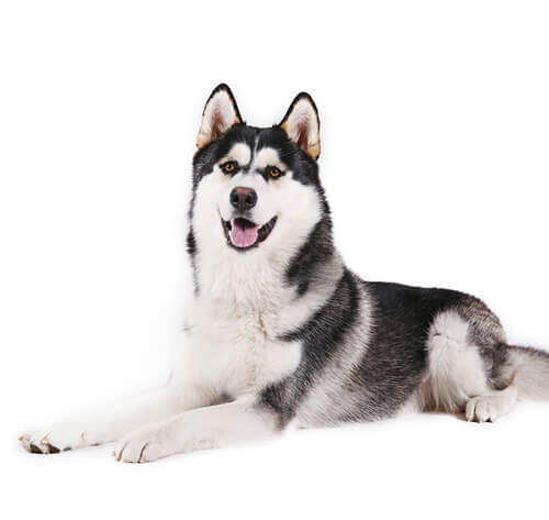 Dog Breeds Dog Breed Library Purina